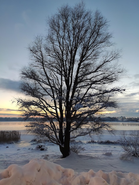 Winter nature in sunset light in the city of Riga Latvia East Europe