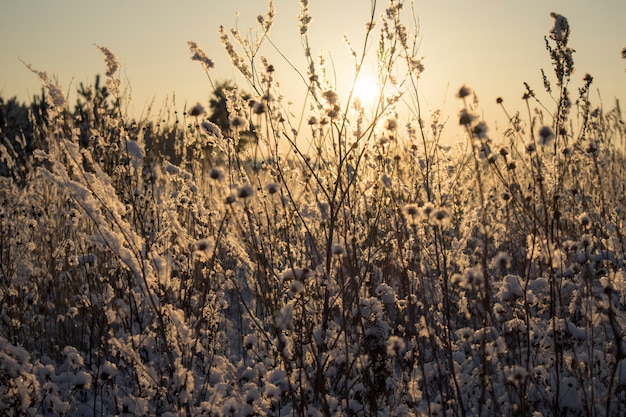 Foto tramonto di natura invernale