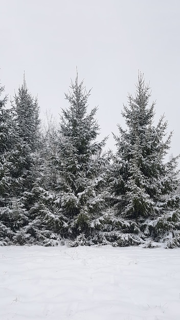 Winter natuur achtergrond. Vuren bomen in sneeuwval.