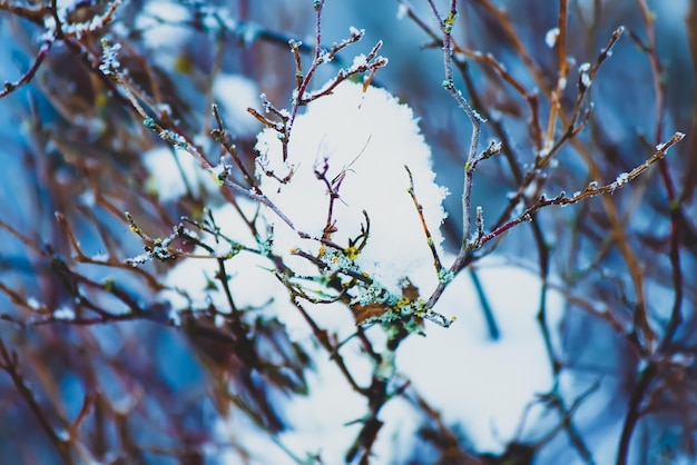 Winter natuur details