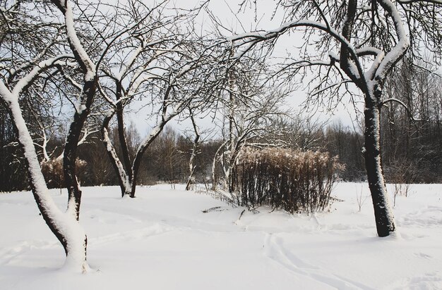 Winter natuur details