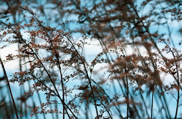 Winter natuur details