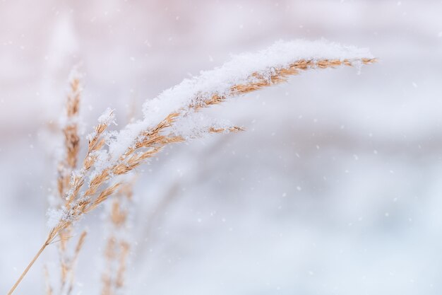 Winter natuur sneeuwt achtergrond met plant