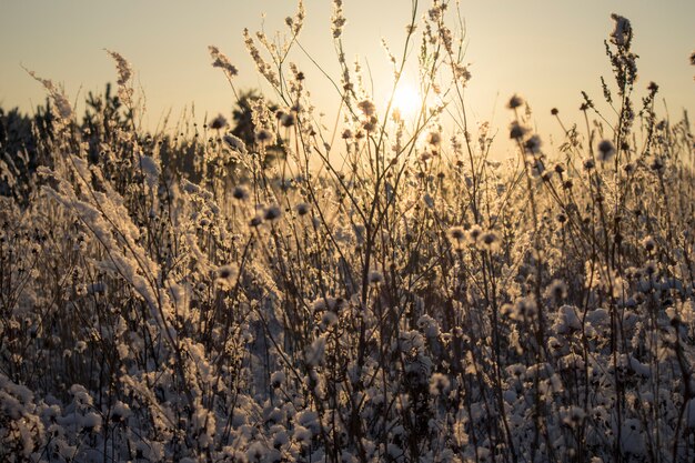 Winter natuur zonsondergang