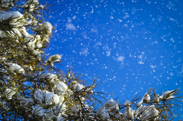 Winter natuurlijk landschap met besneeuwde pijnbomen en blauwe lucht Banner met kopie ruimte