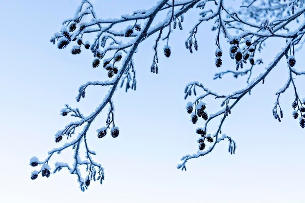 Winter natuurlijke achtergrond met bevroren tak en elzen kegels