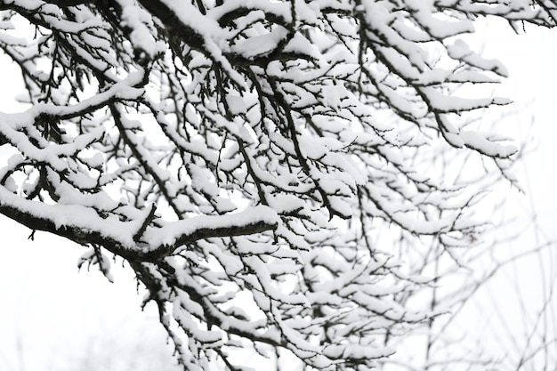 Winter natuurlijke bomen