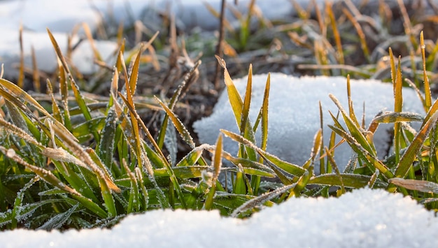 Winter onder de sneeuw ochtend zonsopgang tarwe bladeren bedekt met rijm