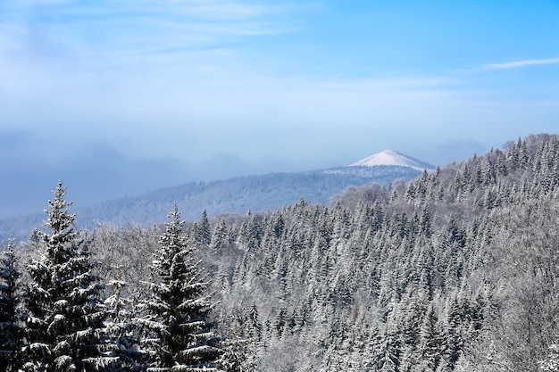 Winter op bergen en pijnbomen onder de sneeuw