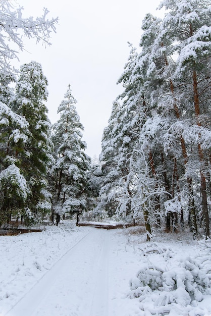 Зимняя панорама усыпанного снегом леса. сосновые ветки под снегом. фон зима