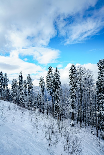 雪に覆われたモミの木のある山の森の冬のパノラマ