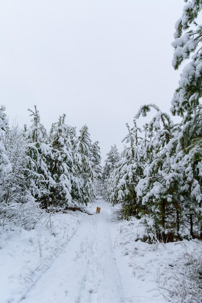 写真 雪がちりばめられた森の冬のパノラマ。雪の下で松の枝。背景は冬です