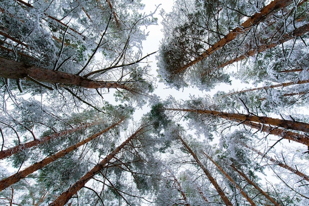 Фото Зимняя панорама усыпанного снегом леса. сосновые ветки под снегом. фон зима.