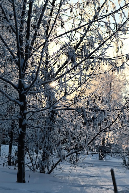 Winter park  branch of the plant covered with snow