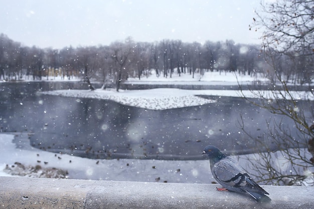 зимний парк, городской пейзаж зимой погода / пейзаж снег, город, деревья в городском парке на севере