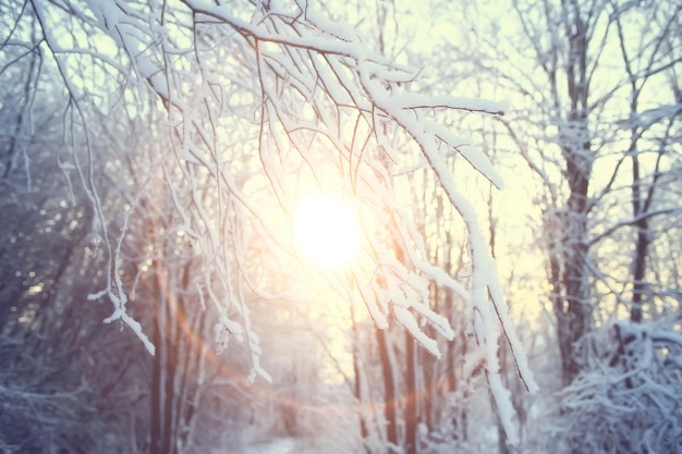 winter park, cityscape in winter weather / landscape snow, city, trees in a city park in the north