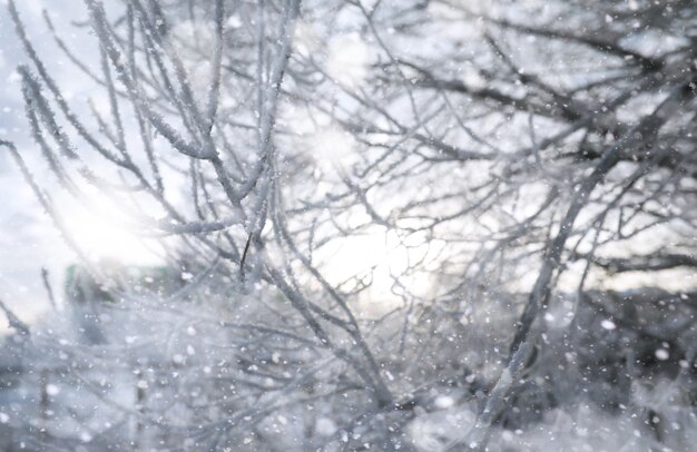 ウィンターパーク。雪の降る風景。 1月の日。