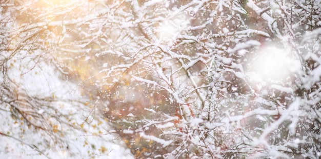 ウィンターパーク。雪の降る風景。 1月の日。