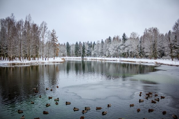 Photo winter park. snow park. picture winter park. winter landscape. winter nature