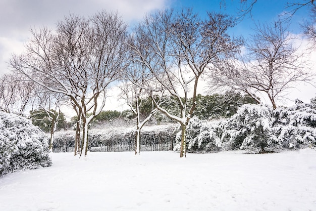 Зимний парк снежная сцена