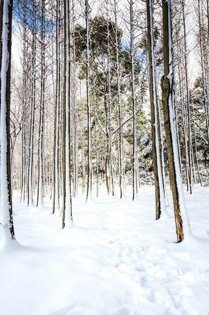 Winter park snow scene