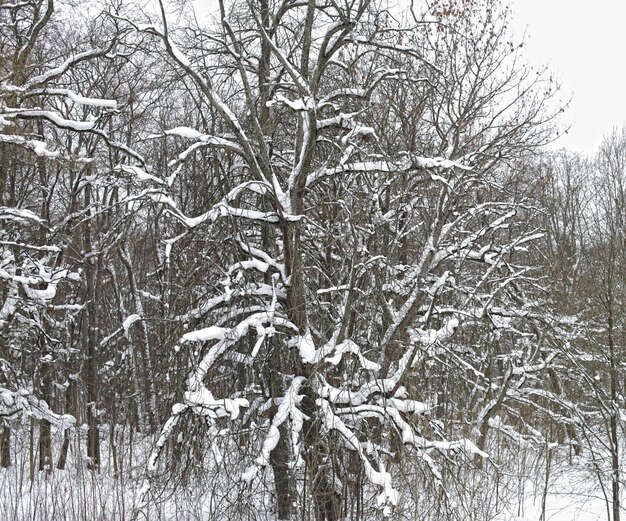 Winter park in snow