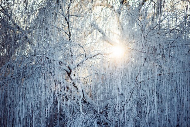 雪の中で冬の公園