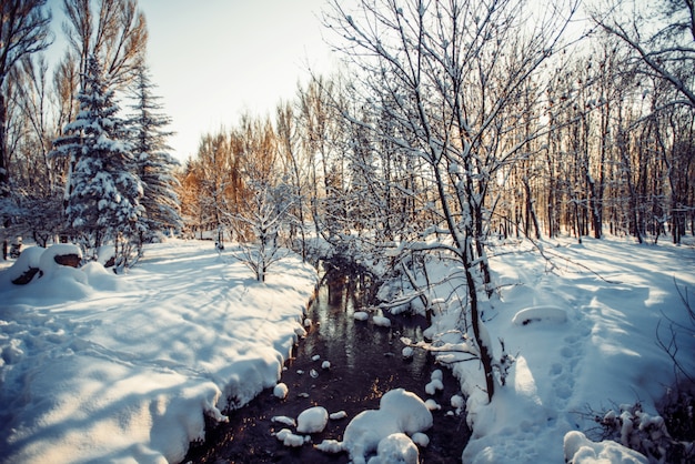 Winter park in snow