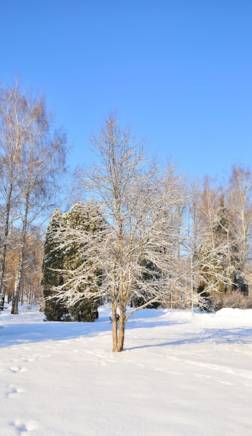 Winter park in snow