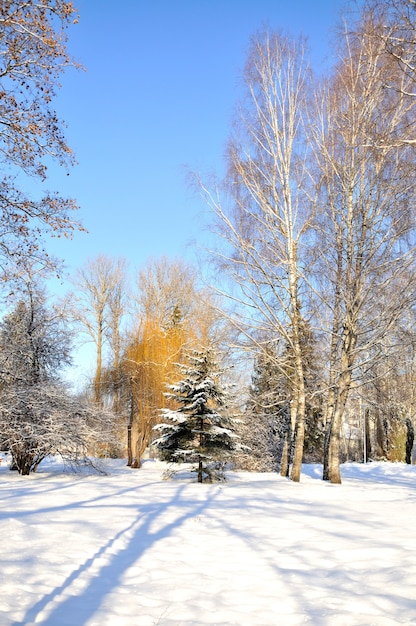 Winter park in snow