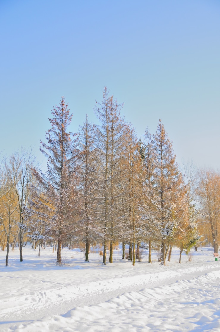 Photo 雪地中的冬天公園