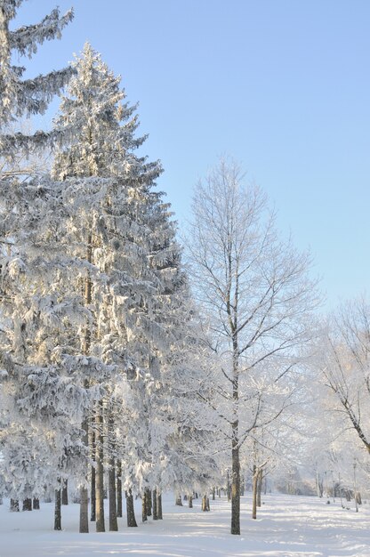 Winter park in snow