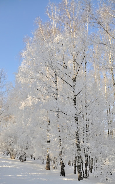 Winter park in snow