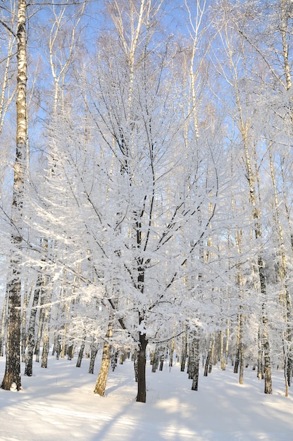 Foto parco invernale nella neve