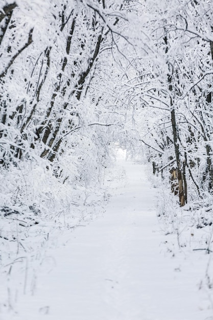 雪の中の冬の公園。