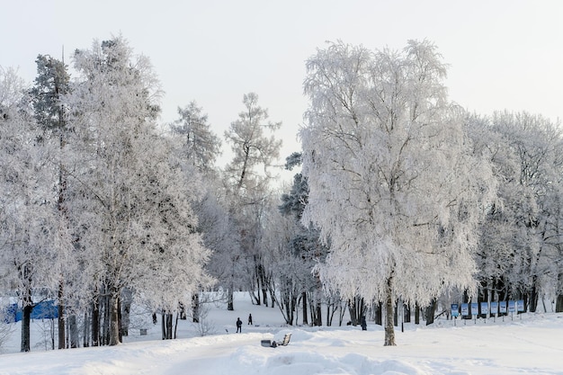 Зимний парк в солнечный день Красивый зимний пейзаж