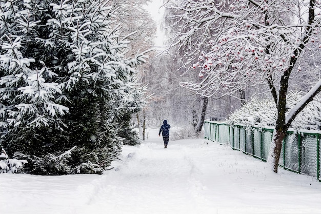 Parco invernale con abeti innevati un uomo cammina attraverso un parco invernale durante una bufera di neve