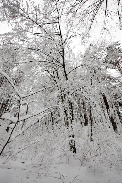 Winter park with trees without foliage