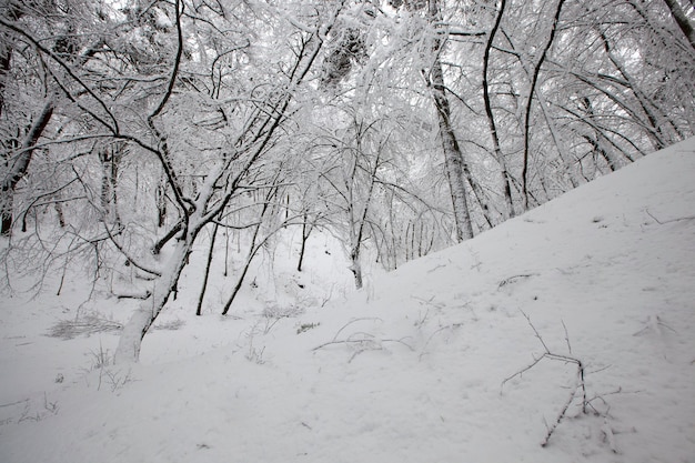 Winter park with trees without foliage