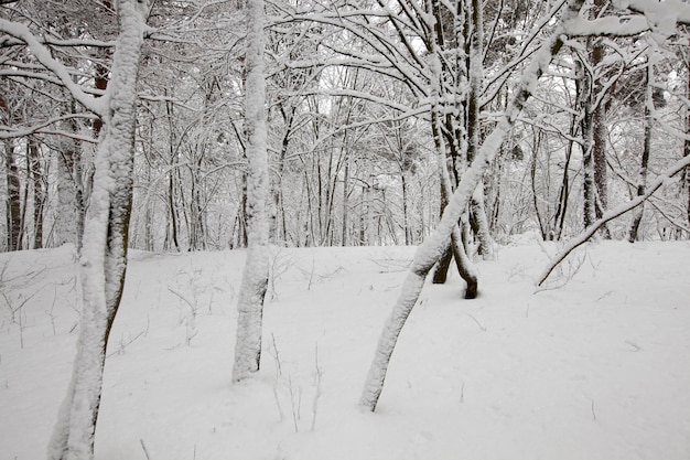 단풍이 없는 나무가 있는 겨울 공원