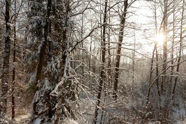 winter  in the park 