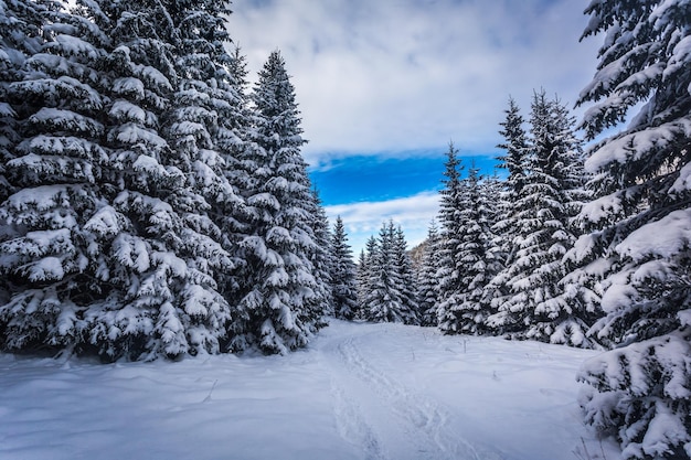 Winter path in a forest in the mountains