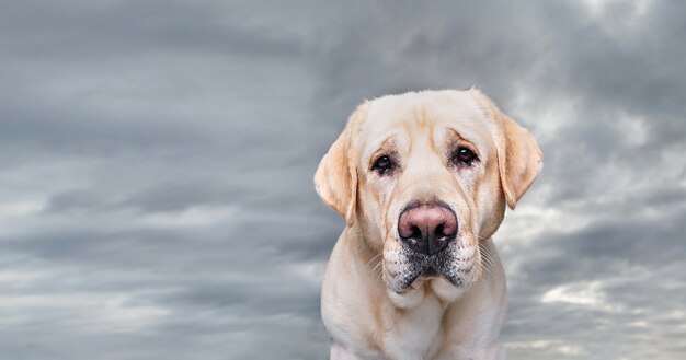 Winter photo of a golden Labrador in snow