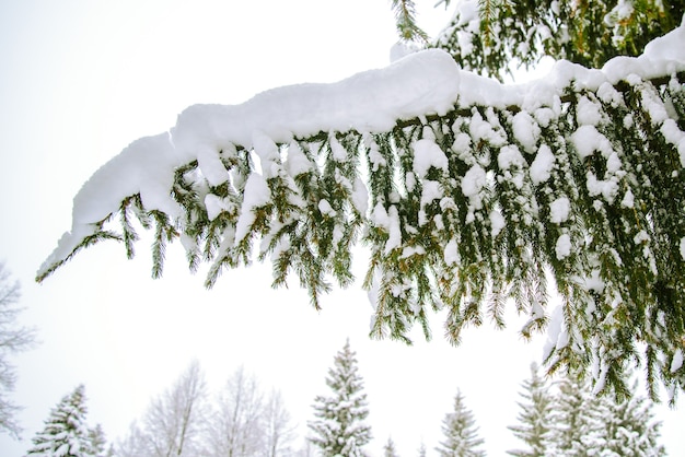 A winter picture with a big snow-covered fir branch in the woods at Christmas