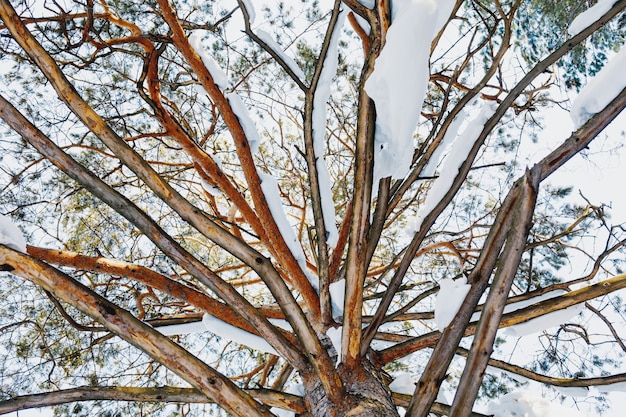 Winter pijnboom met besneeuwde takken