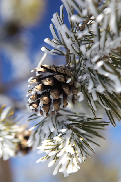 Winter Pine cone closeup against the blue sky Vertical orientation