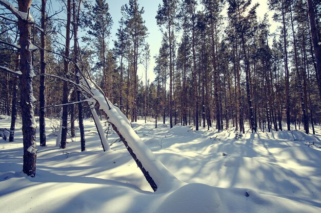 Winter, pine forest on a bright sunny day with deep shadows on snow from trees is covered with snow.