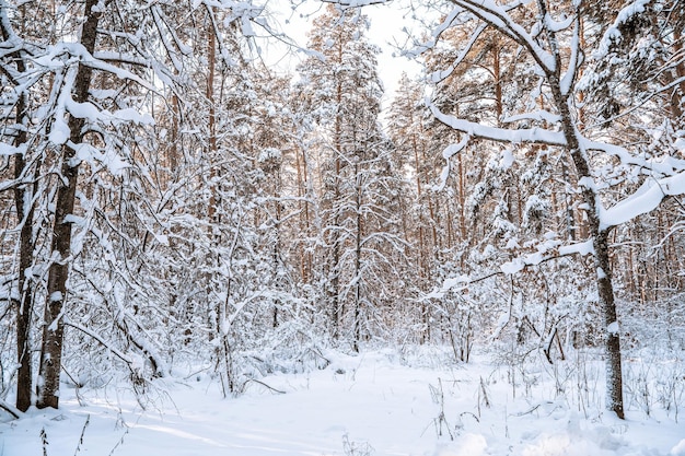 Winter pine forest with snow amazing panorama with a snowcovered path