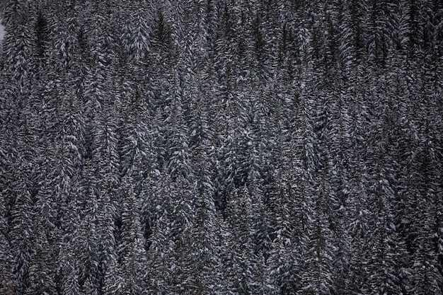 Winter pine tree forest background