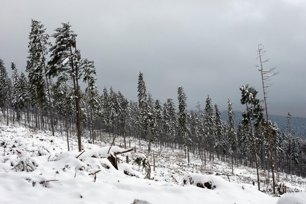 강력 한 눈 폭풍 으로 인해 파괴 된 겨울 소나무 숲 자연 재해